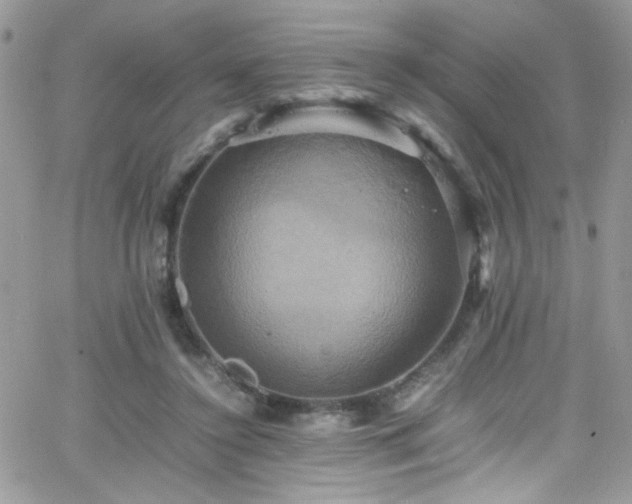 X0000066520356200603201329