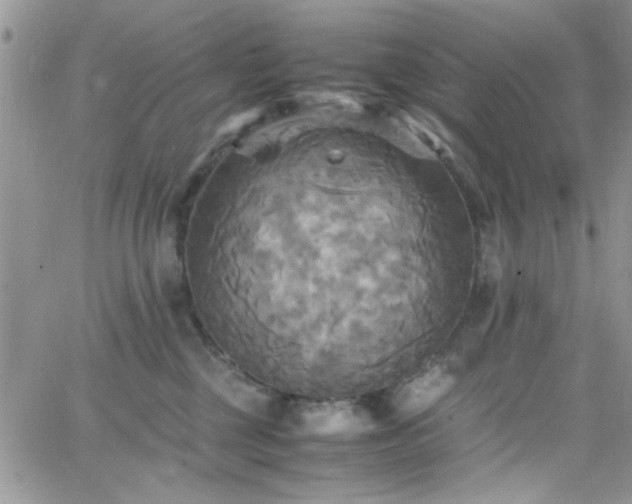 X0000066520377200603201330