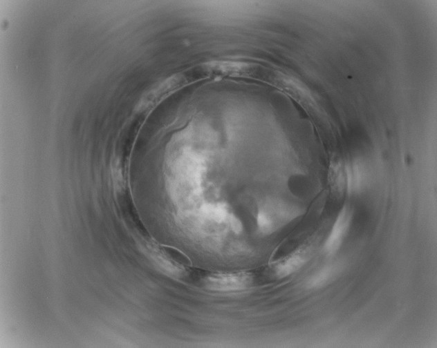 X0000066520381200603201330