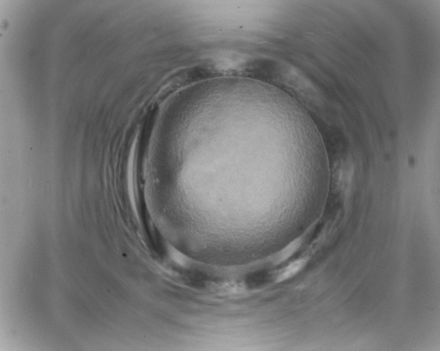 X0000066520421200603201328