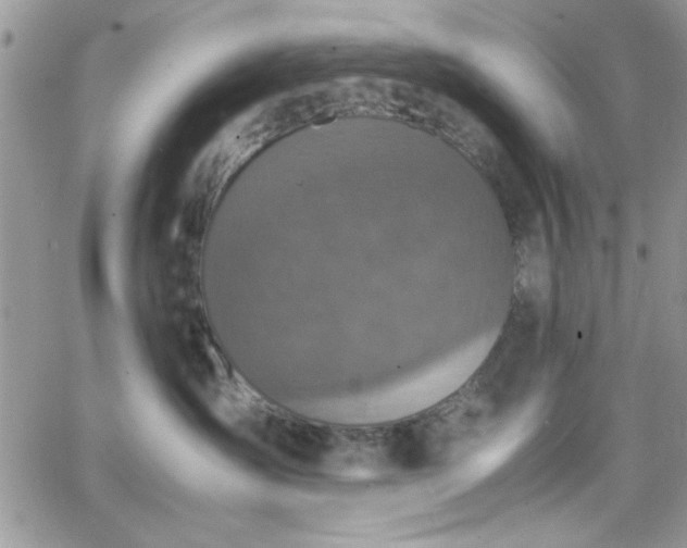 X0000066520431200603201328