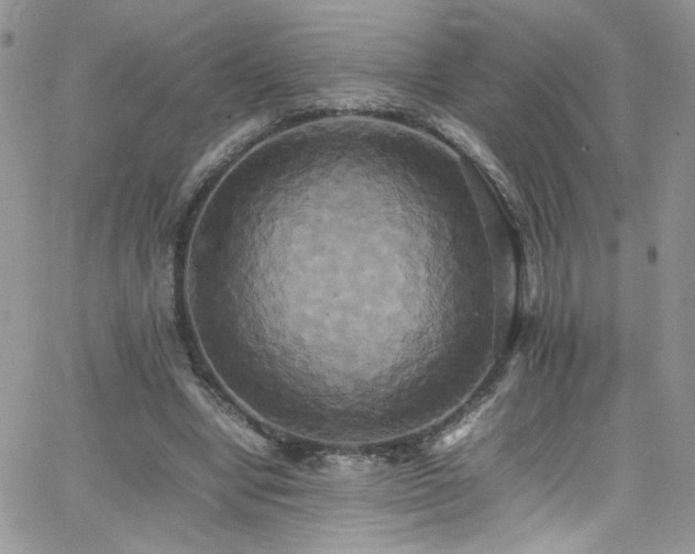 X0000066520442200603201328