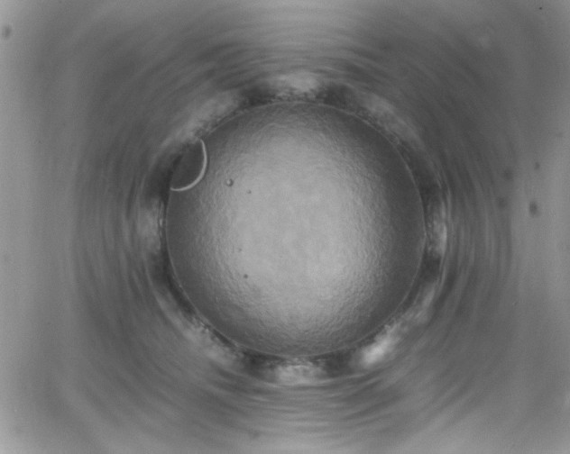 X0000066520468200603201328