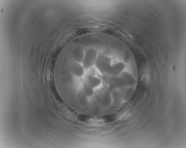 X0000066520515200603201327