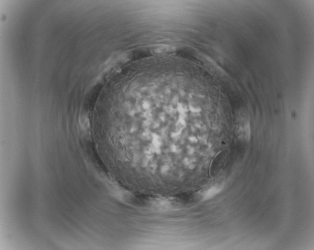 X0000066520523200603201327