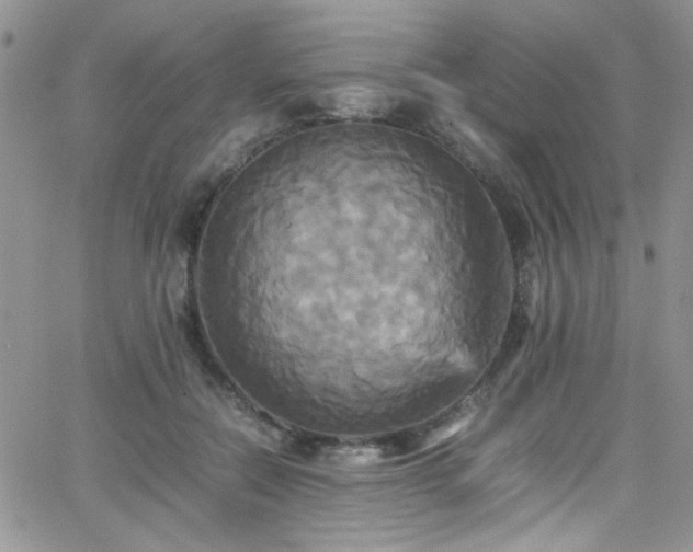 X0000066520554200603201326