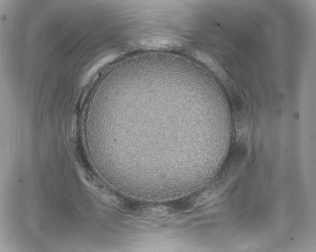 X0000066520583200603201326