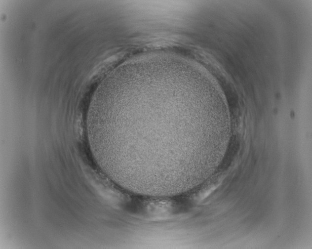 X0000066520599200603201325