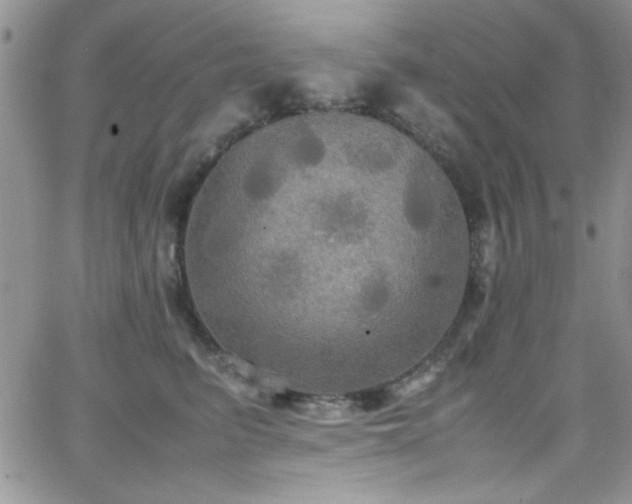 X0000066520615200603201325