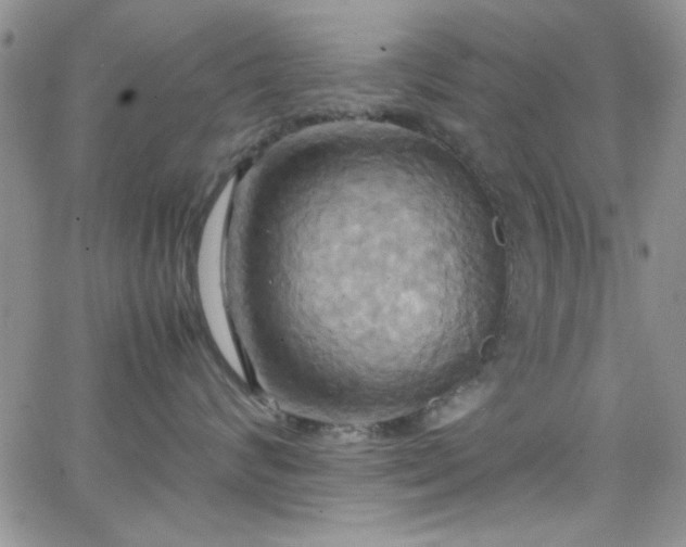 X0000066520624200603201325