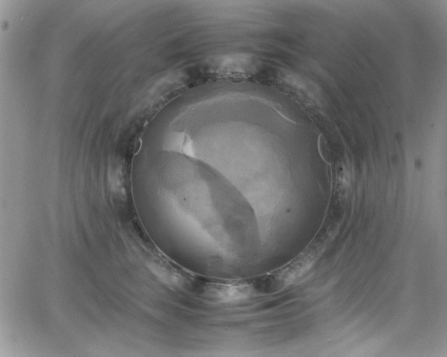 X0000066520663200603201325