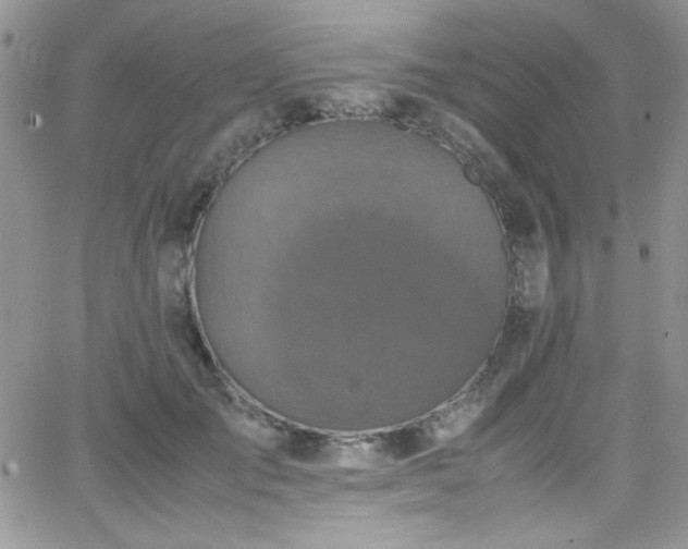 X0000066520701200603201324