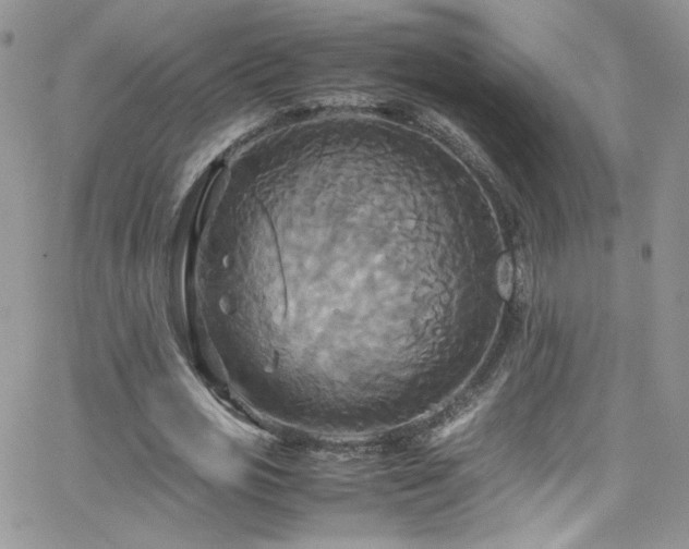 X0000066520725200603201323