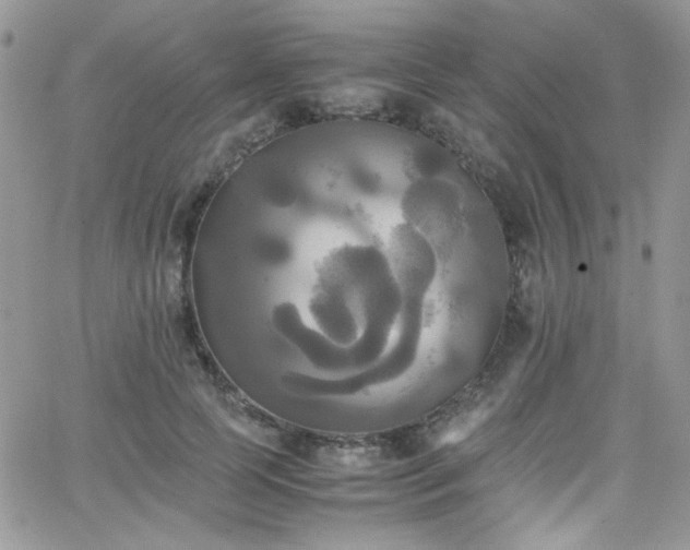 X0000066520745200603201323