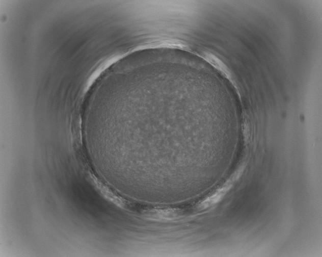 X0000066520781200603201322