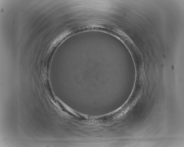 X0000066520785200603201322