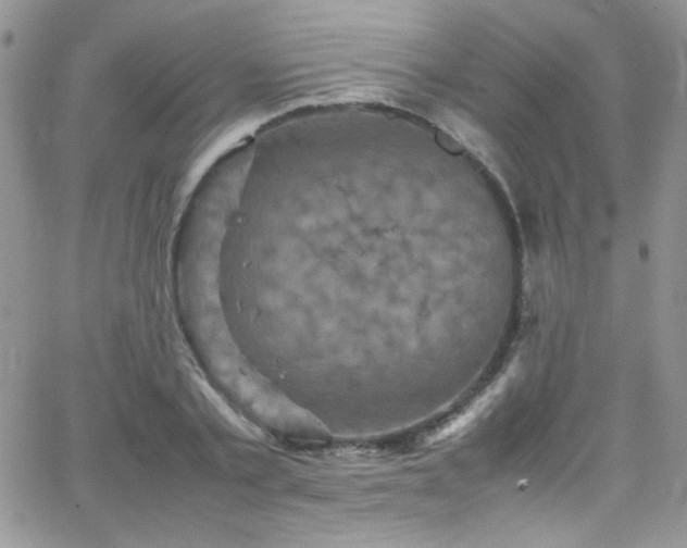 X0000066520789200603201322