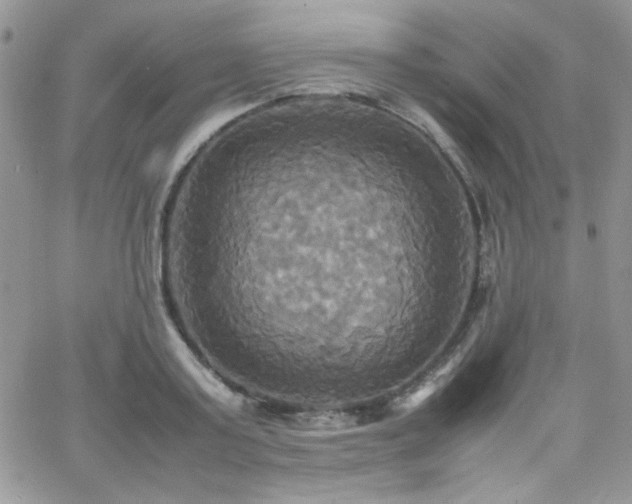 X0000066520795200603201322