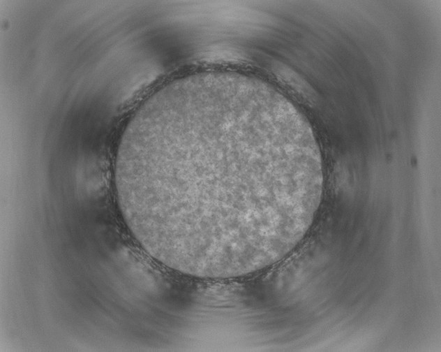 X0000066520824200603201321