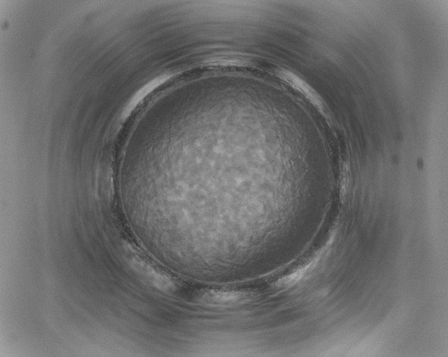 X0000066520829200603201321