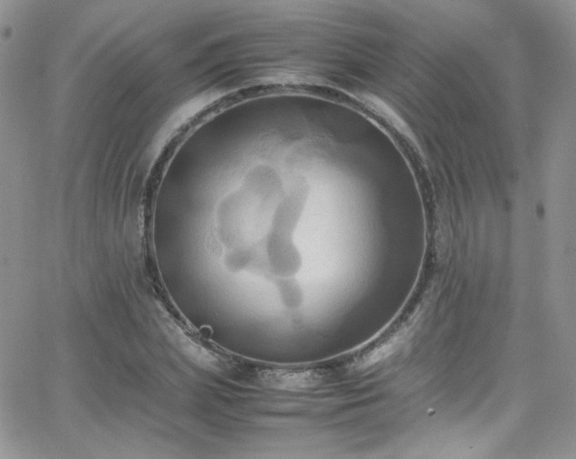 X0000066520831200603201321