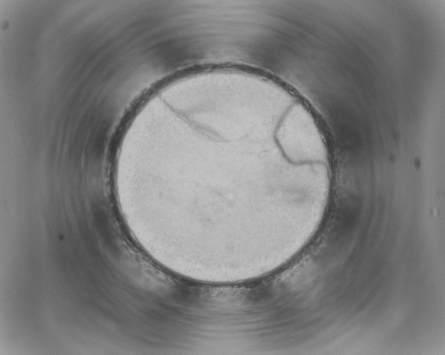 X0000066520832200603201321