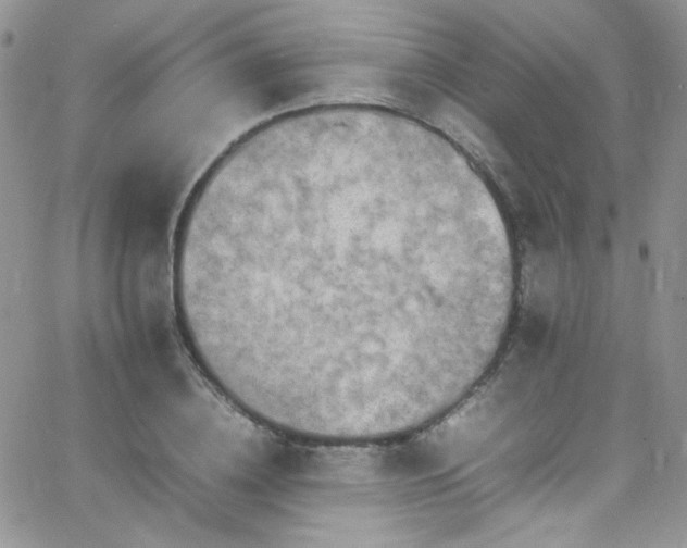 X0000066520836200603201321