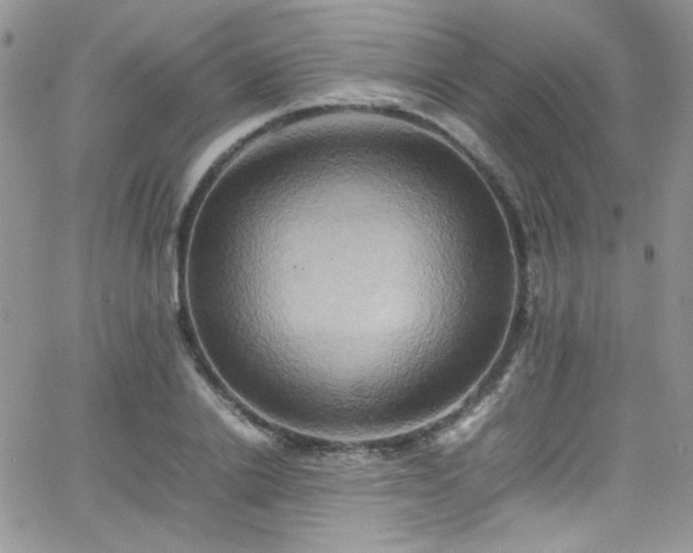 X0000066520838200603201321