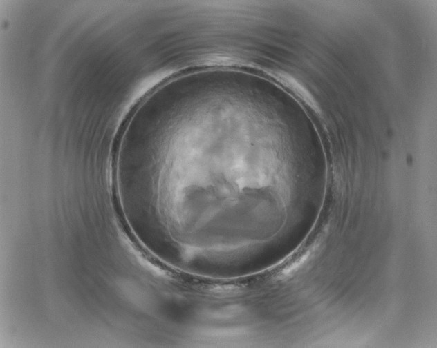 X0000066520839200603201321