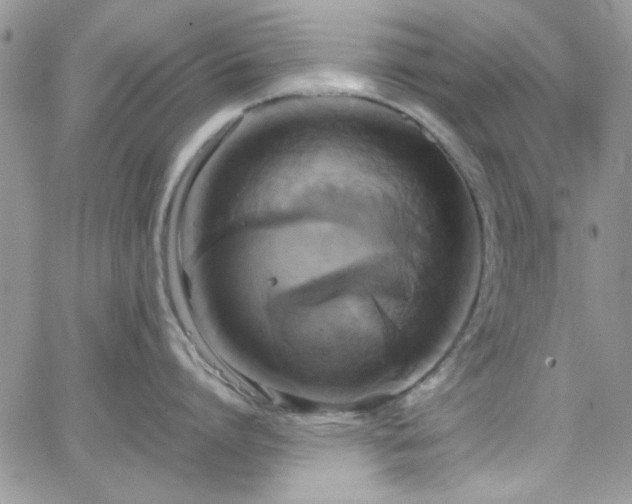 X0000066520864200603201322