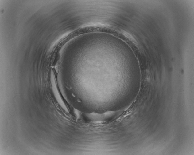 X0000066520872200603201321