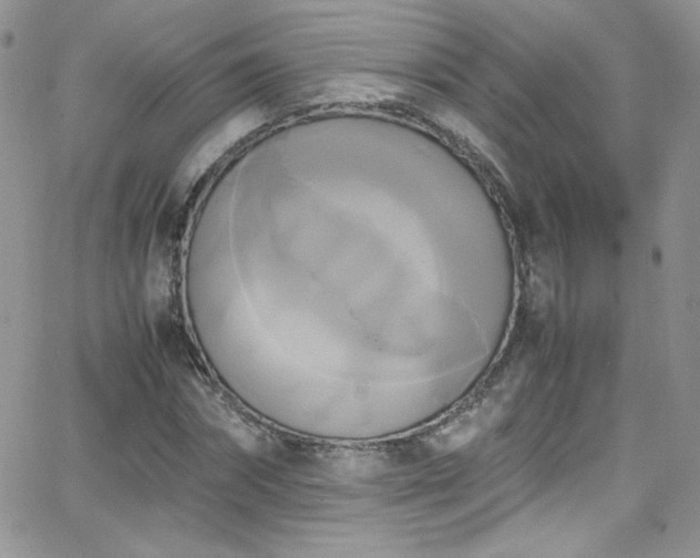 X0000066520874200603201321