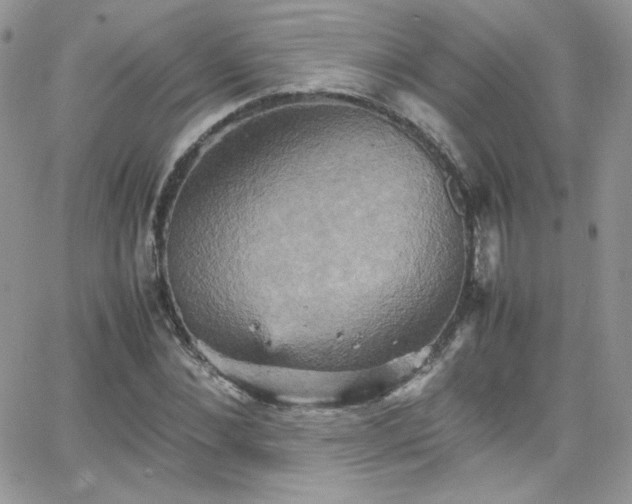 X0000066520876200603201321