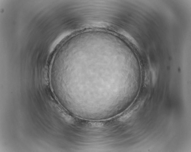 X0000066520878200603201321