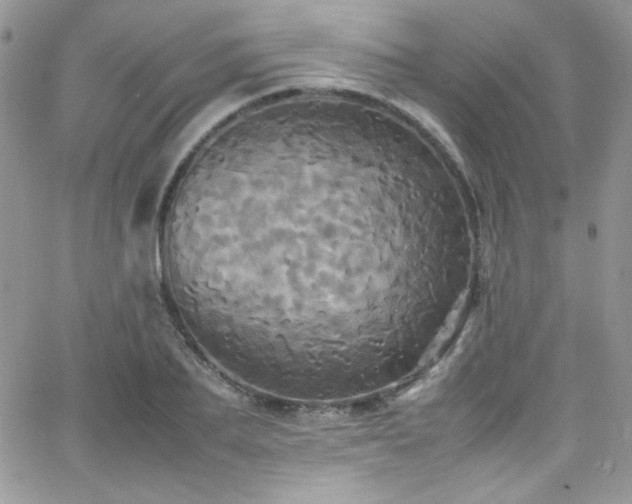 X0000066520887200603201321