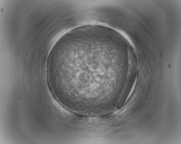 X0000066520903200603201320