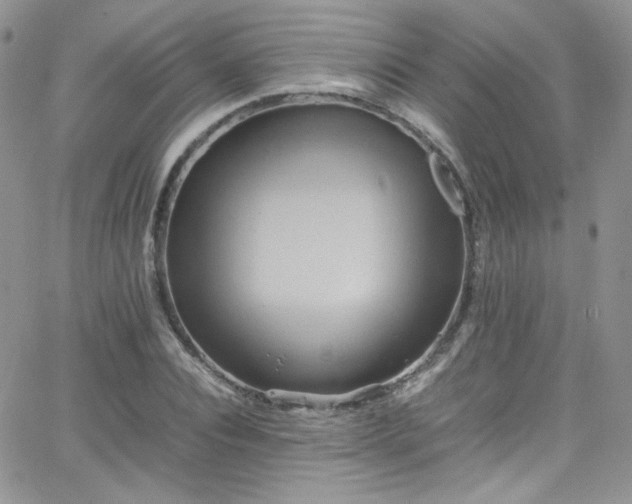 X0000066520928200603201320