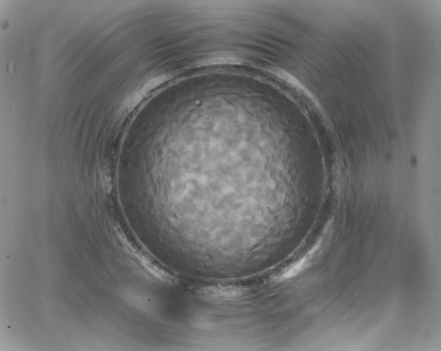 X0000066520929200603201320