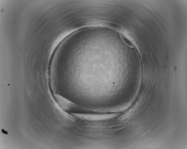 X0000066520951200603201320