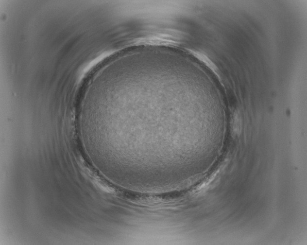 X0000066520971200603201319