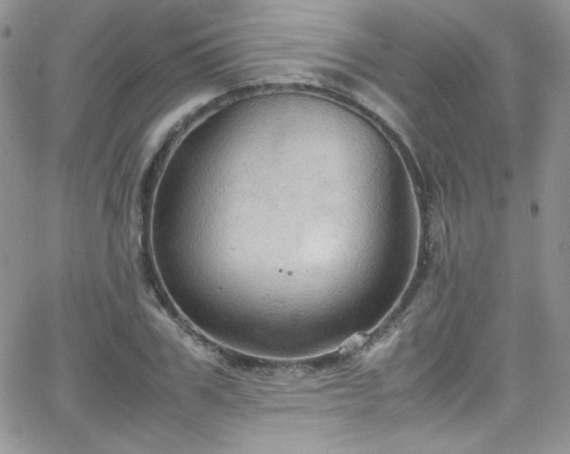 X0000066520979200603201319