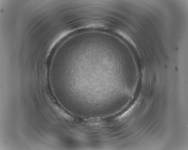 X0000066521021200603201318