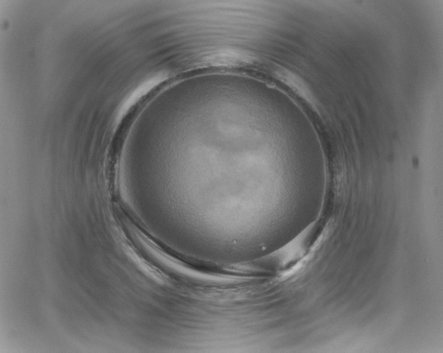 X0000066521026200603201318