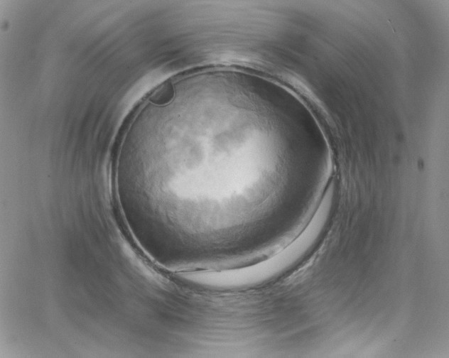 X0000066521032200603201318