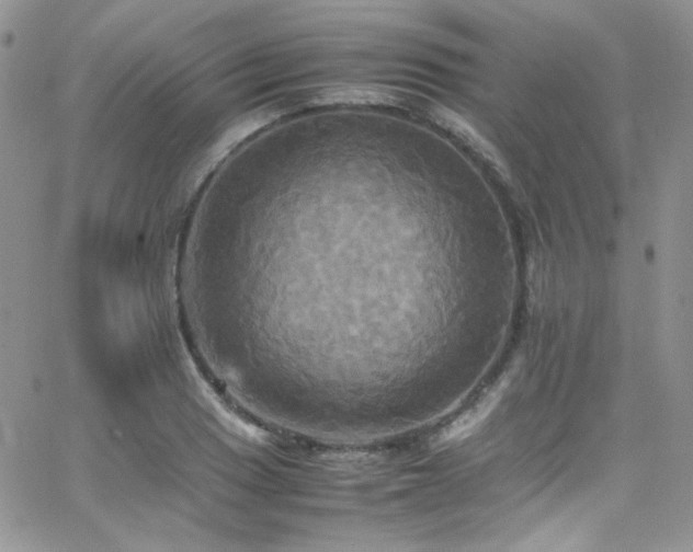 X0000066521033200603201318