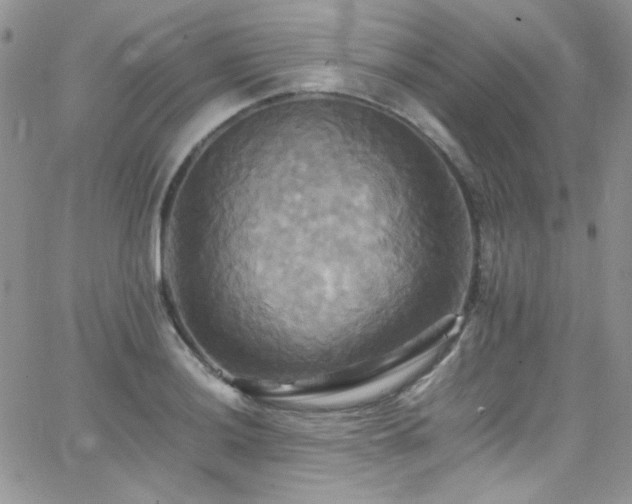 X0000066521036200603201318