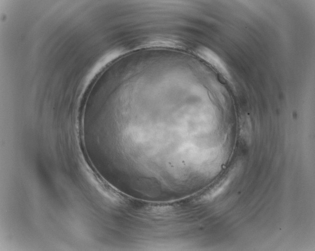 X0000066521043200603201318