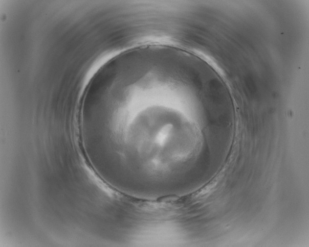 X0000066521056200603201319