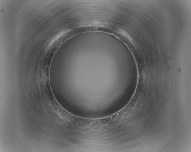 X0000066521064200603201318