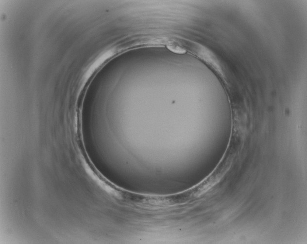 X0000066521095200603201317